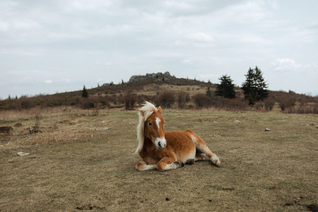 a light brown wild pony sits at the base of a hill at grayson highlands state park