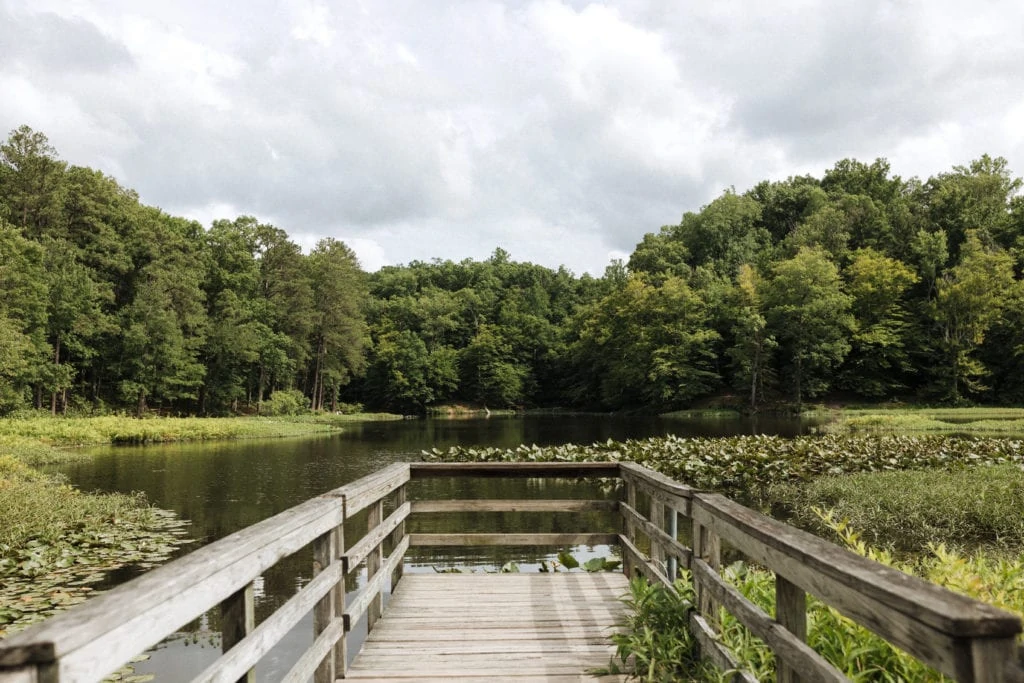 a wooden dock overlooking a lilypad pond and forest at pocahontas state park