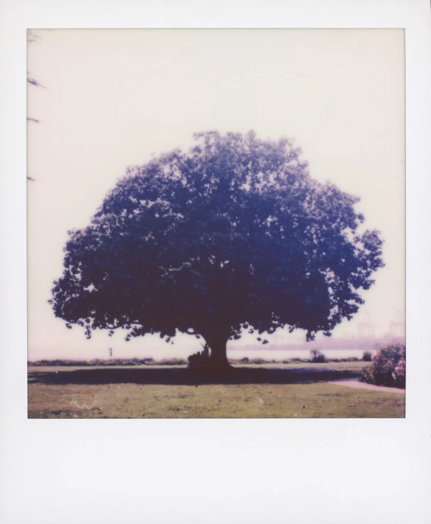 polaroid photo of a big tree with a bench underneath it