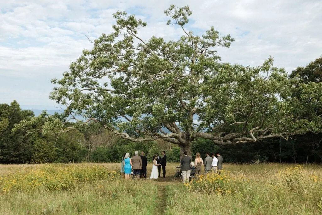 a family at a wedding celebration under a tree in a meadow